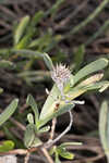 Bushy seaside tansy